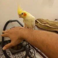 عروس هلندی گم شده باهنر قسمت فولاد شهر