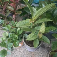 باقیمانده گلهای اپارتمانی فقط ۱۷۰|گل و گیاه طبیعی|شهرکرد, |دیوار