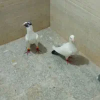 کبوتر|پرنده|دهدشت, |دیوار