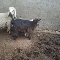 کره ماده|حیوانات مزرعه|کرباسک, |دیوار