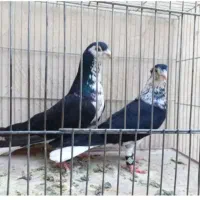 کبوتر دمگیر گلین