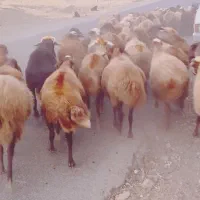 ۶۰راس گوسفند آبستن جوان با۴راس بره|حیوانات مزرعه|موچش, |دیوار