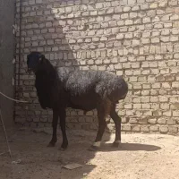 دام های پروار شده ، کوهستانی|حیوانات مزرعه|کرج, فاز ۲ مهرشهر|دیوار