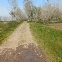 ۶۳۰۰ متر زمین کشاورزی برنج / لاهیجان|فروش زمین و ملک کلنگی|رودبنه, |دیوار