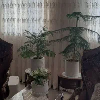 پرده گیپور ترک