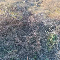 درخت|گل و گیاه طبیعی|گنبد کاووس, |دیوار