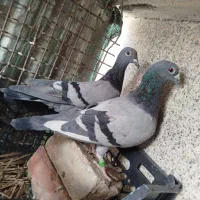 دو جفت نرو ماده ضمانتی