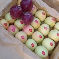 فروش سیب لوکس اشنویه