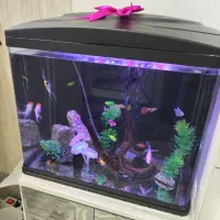 آکواریوم ma24 ماهیران