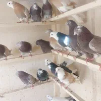 کبوتر پرشی|پرنده|قم, انسجام|دیوار