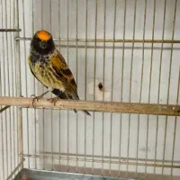 دو عدد گلبسر قرص بخون جفتی قناری|پرنده|کرج, شهرک بنفشه|دیوار