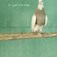 طوقی کرمانشاه|پرنده|رامیان, |دیوار