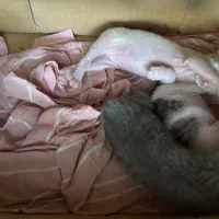 واگذاری بچه گربه ومادرش