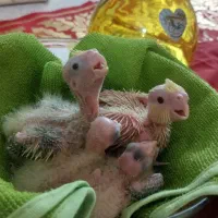 پرنده جوجه عروس هلندی (لوتینو سینامون)