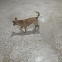 سگ پاکوتاه خوشگل