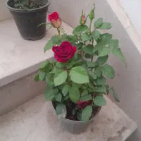 گل رز قرمز