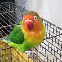 یک جفت طوطی برزیلی|پرنده|قم, شاه سید علی|دیوار