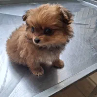 پیدا شدن سگ پاپی