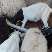 بز افغانی|حیوانات|امیدیه, |دیوار