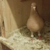 چند تا رنگی