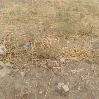 لاستیک تیلر
