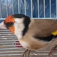 سهره سرسیاه|پرنده|شیراز, پودنک|دیوار