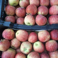 سیب درختی درجه یک سبدی کیلویی 100تومن