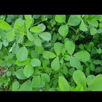 فروش یونجه خشک گونی شده