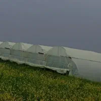 گلخانه-اجاره-ای