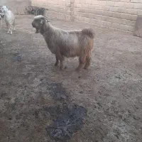 فروش بزترکی آبستن