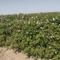 گل محمدی