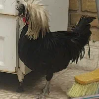 خروس لهستانی نژاد دار