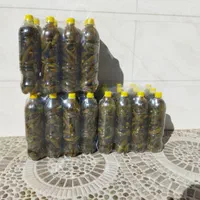 خیارشور تازه همدان/عمده و خرده/باضمانت بازگشت وجه|خوردنی و آشامیدنی|تهران, آذری|دیوار
