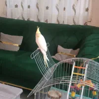 عروس هلندی نر معاوضه