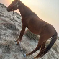 اسب نریون ۲ساله