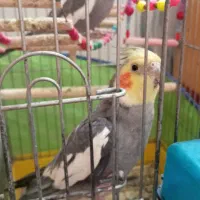 ی جفت عروس هلندی نر