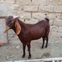 بزنر