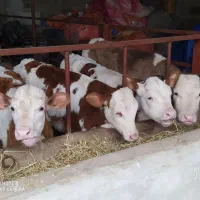 فروش انواع گوساله با نژاد بالا|حیوانات مزرعه|ری, شهرک نظامی|دیوار