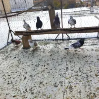 کبوتر تهرانی