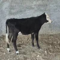 گوساله