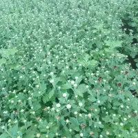 گل داودی|گل و گیاه طبیعی|محلات, |دیوار