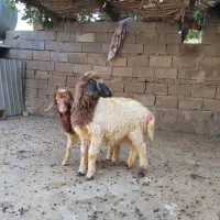 بره|حیوانات مزرعه|بدره, |دیوار