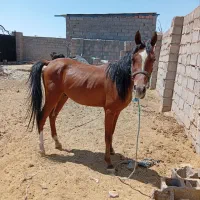 اسب نژاد دار  معاوضه با  گاو و گوسفند هم دارم