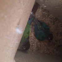 فروش انواع عروس وگرینجگ|پرنده|سپیدان, |دیوار