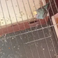 مرغ عشق رینبو