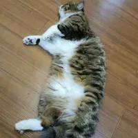 واگذار گربه|گربه|بندر ماهشهر, |دیوار