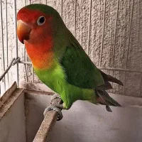 کوتوله برزیلی گمشده