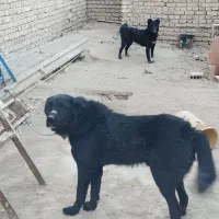 سگ قدرجونی|سگ|کرمان, |دیوار