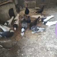 کبوتر