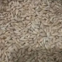 خرید جووگندم گاوانه به قیمت 55ت